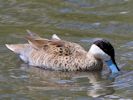 Puna Teal (WWT Slimbridge May 2013) - pic by Nigel Key